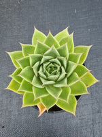 *GLGhybrid(2-468) Echeveria agavoides Ebony hybrid 乌木杂