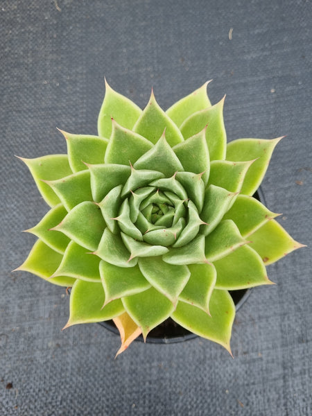 *GLGhybrid(2-468) Echeveria agavoides Ebony hybrid 乌木杂