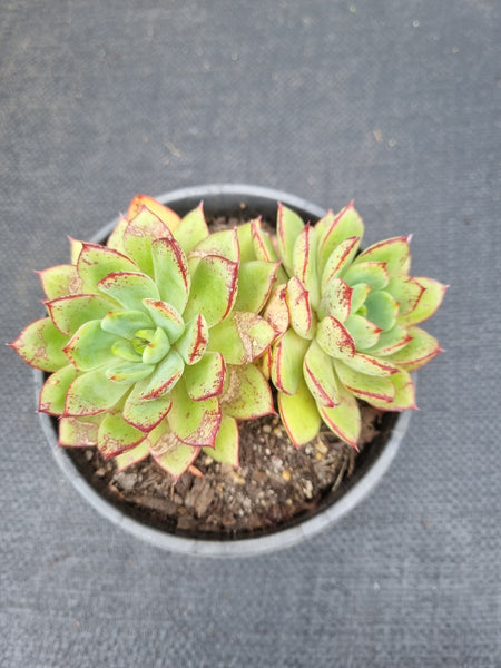 ＊GLGhybrid(2-469) Echeveria Subalpina hybrid 萨宾娜杂