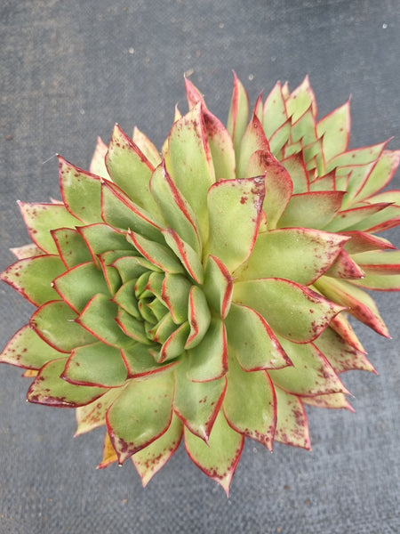 *GLGhybrid(2-471)  Echeveria Agavoides hybrid 东云杂