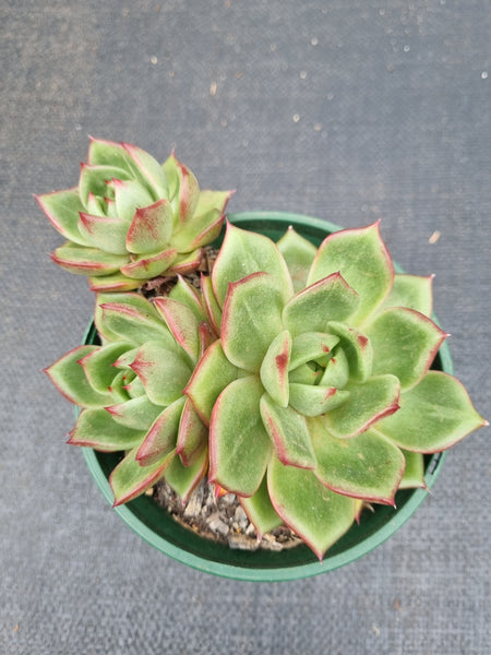 *GLGhybrid(2-472) Echeveria agavoides Ebony hybrid 乌木杂