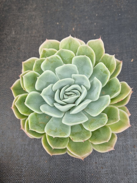 *GLGhybrid(2-473) Echeveria Mexican Snowball hybrid 墨西哥雪球杂