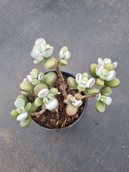 11cm pot Cotyledon Oophylla (Round Form) 乒乓福娘