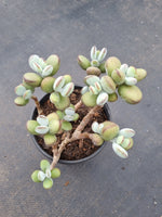 11cm pot Cotyledon Oophylla (Round Form) 乒乓福娘