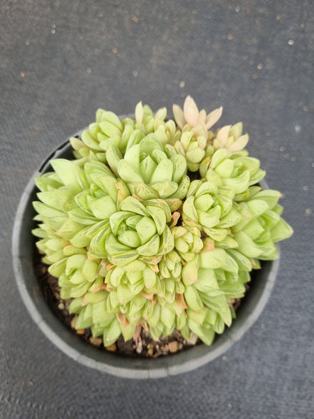 11cm pot Haworthia cymbiformis(Haw.) Duval