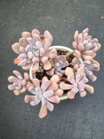 11cm pot Graptoveria 'Topsy Debbie' AKA Lilac Spoons 丘比特11cm盆