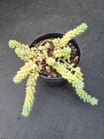 11cm pot Sedum Morganianum ‘Burrito’ 新玉坠