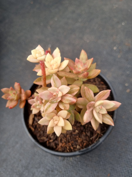 11cm pot Sedeveria Pat's Pink variegated 布丁锦