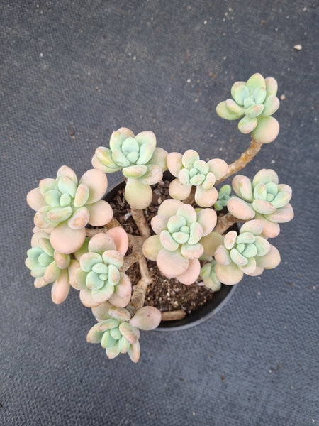 11cm pot Graptosedum Miul 洛神11cm盆