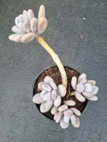 11cm pot Pachyphytum sp. 白美人