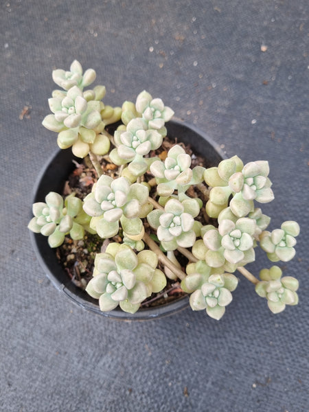 11cm pot Graptopetalum Mendozae 丸叶姬秋丽