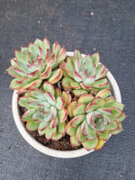 11cm pot Echeveria 'Cherry' (樱桃 E. pulidonis hybrid)