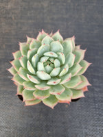 Echeveria Tippy 蒂比