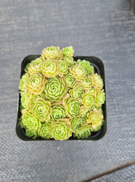 Rosularia Platyphylla 小野玫瑰