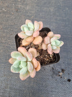 Echeveria Bailu 白露