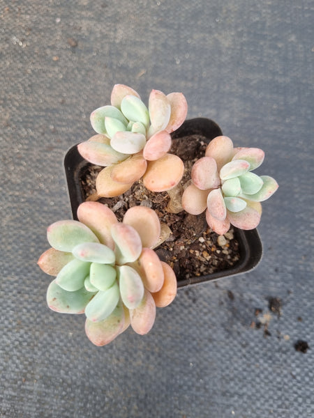 Echeveria Bailu 白露