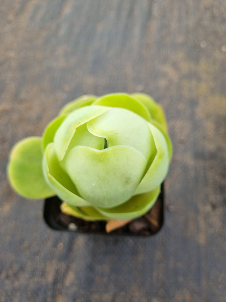 Aeonium Aureum hybrid 玫瑰杂