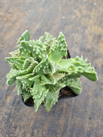 Faucaria tigrina (Tiger's Jaw)