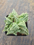 Faucaria tigrina (Tiger's Jaw)