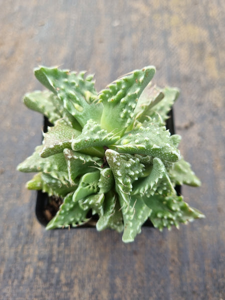 Faucaria tigrina (Tiger's Jaw)