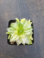 Haworthia Xantha Gold varigated 黄金凝脂菊锦