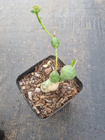 Euphorbia Globosa