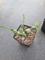 Euphorbia Globosa