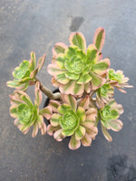 11cm pot Aeonium Arboreum Luteo variegatum 艳日伞11cm盆