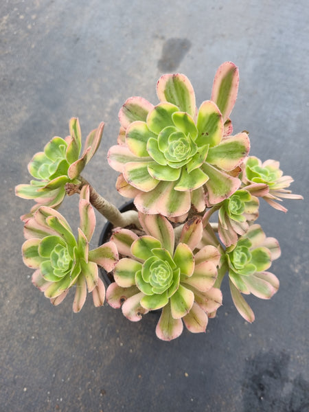 11cm pot Aeonium Arboreum Luteo variegatum 艳日伞11cm盆