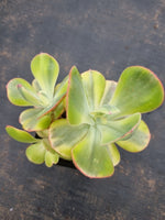 9cm pot Echeveria Sunset Peony (variegated) 夕阳牡丹锦9cm盆