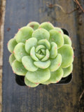 Echeveria Salmon 三文鱼