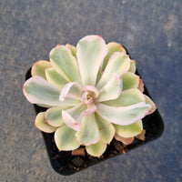 Echeveria Hoveyi 花车锦 (variegated)