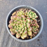 11cm pot Graptoveria ‘Pink Ruby’ 红宝石11cm盆