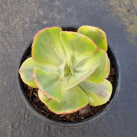 Echeveria Sunset Peony (variegated) 夕阳牡丹锦