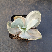 Echeveria Decora (variegated plants) 德克拉锦