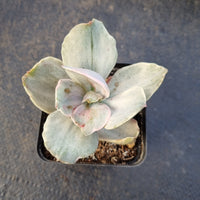 Echeveria Decora (variegated plants) 德克拉锦