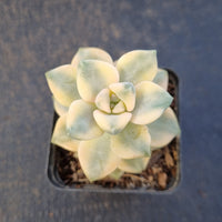 Graptopetalum Paraguayense ssp. Bernalense variegata 美杏锦