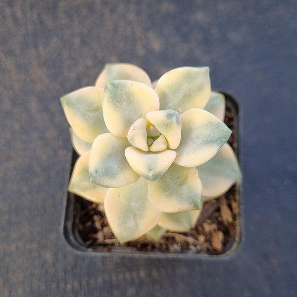 Graptopetalum Paraguayense ssp. Bernalense variegata 美杏锦