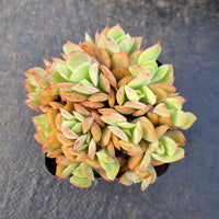 Echeveria Low 绮罗