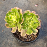 11cm pot Aeonium Arboreum Luteo variegatum 艳日伞11cm盆