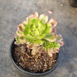 11cm pot Aeonium Arboreum Luteo variegatum 艳日伞11cm盆