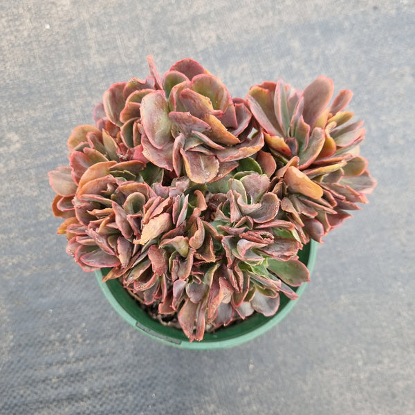 11cm pot Echeveria Pappy's Rose crested