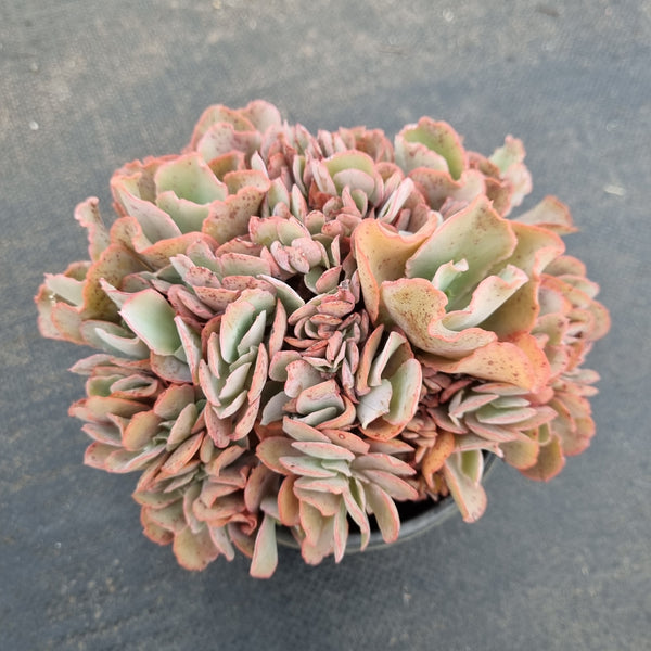 11cm pot Echeveria 'Blue Curls' Crested 蓝狐缀化