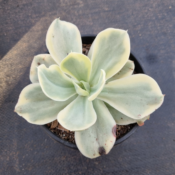 11cm pot Echeveria Japan moon river (variegated) 月亮河锦11cm盆