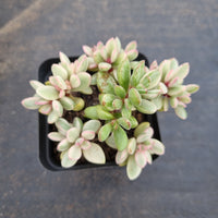 Crassula rogersii variegata 若歌诗锦