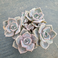 11cm pot Graptoveria 'Mrs Richards/Gypsy 彩虹糖11cm 盆