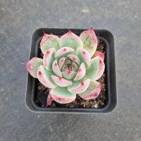 Echeveria Chihuahuaensis 吉娃娃