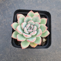 Echeveria 'Brave' 勇敢