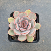 Echeveria Kisses 吻