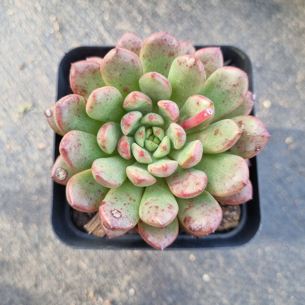 Graptoveria ‘Pink Ruby’ 红宝石